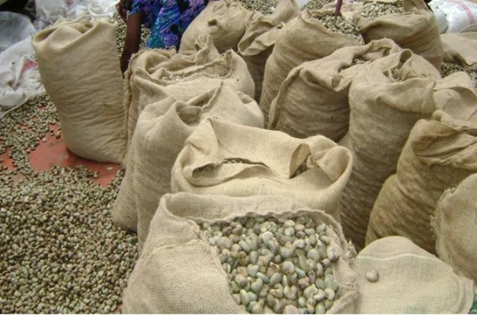 En Haute-Guinée, la noix de cajou comme facteur d'enrichissement des petits  paysans - Afrique économie